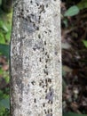 Close-up Ants walk in rows on the stone pillars.