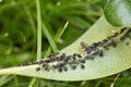 Close up of aphids and ants Royalty Free Stock Photo