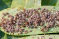 Close up aphids damage leaves parasite pest. Aphidoidea colony damages trees in the garden by eating leaves