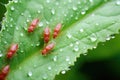 close-up of aphids feeding on a plant leaf