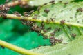 Close-up on aphids on green cherry leaves - macro photography