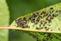 Close-up of aphids on a green leaf