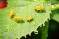 close-up of aphids on a green leaf