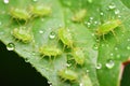 close-up of aphids on a green leaf