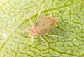 Close-up of aphids on a green leaf. Royalty Free Stock Photo
