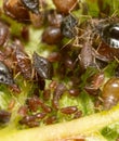 Close-up of aphids on a green leaf. Royalty Free Stock Photo