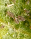 Close-up of aphids on a green leaf. Royalty Free Stock Photo