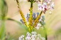 Close up of Aphids plant lice, greenfly, blackfly or whitefly feeding from a narrow leaf milkweed plant; Santa Clara, California Royalty Free Stock Photo