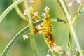 Close up of Aphids plant lice, greenfly, blackfly or whitefly feeding from a narrow leaf milkweed plant; Santa Clara, California Royalty Free Stock Photo