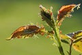 Close up of aphids on rose petals Royalty Free Stock Photo