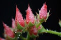 close-up of aphids on a rose stem Royalty Free Stock Photo