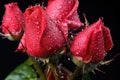 close-up of aphids on a rose stem