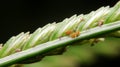 Close-up aphids small insect