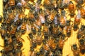 Honey bees swarm on wood