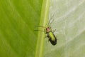 Close up Apophylia emerald green beetle on leaf nature beauty