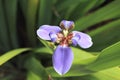 Apostle`s Iris blooming flower in a tropical garden