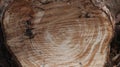 Close up of an appearance of the cutting surface of the trunk of a cut down rubber tree Royalty Free Stock Photo