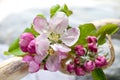 Close up of apple blossom Royalty Free Stock Photo