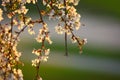 Close up of apple blossom Royalty Free Stock Photo