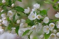 Close up of apple blossom Royalty Free Stock Photo