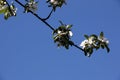 A close-up of apple blossoms in spring light, against a bright blue sky Royalty Free Stock Photo