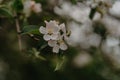 Close up of apple blossoms in spring time Royalty Free Stock Photo