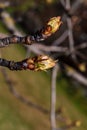 Close-up of apple buds and buds growing on apple tree Reineta variety fruit tree. Sunny spring day