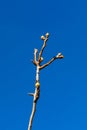 Close-up of apple buds and buds growing on apple tree Reineta variety fruit tree.