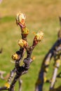 Close-up of apple buds and buds growing on apple tree Reineta variety fruit tree.