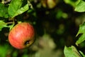 Close up of an apple framed with green leaves around a background in nature