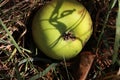 Close-up of an apple laying on the ground between blades of grass. One green apple fall down from a tree onto the meadow under the Royalty Free Stock Photo