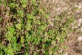 Close-up of Apple Mint plant Royalty Free Stock Photo