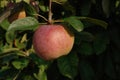 A close up of apple of the `President` variety (columnar apple) in the orchard on a sunny day, natural dark background Royalty Free Stock Photo