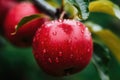 Close up of an apple with rain drops and blurred background