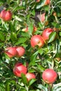 Close up of an apple tree