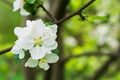 Close-up apple tree blossom branch. Spring background. Copy space Royalty Free Stock Photo