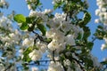 A close up of apple tree branch with beautiful snow-white delicate flowers against blue sky, natural blurred background Royalty Free Stock Photo