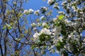 A close-up of an apple tree branch with beautiful white flowers in full bloom