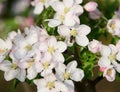 Close-up apple tree branch with blooming white and pink flower petals in a spring garden Royalty Free Stock Photo