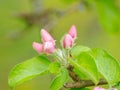 Close up of apple tree branch with pink flower buds Royalty Free Stock Photo