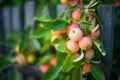 Close up apple tree branch with red tasty apples ready to be harvested. Heavy branch on a fence Royalty Free Stock Photo