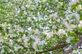 Close up Apple tree branch with white flowers