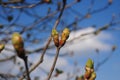 Close Up Of An Apple Tree Bud In The Aboretum Park In Schwalbach Am Taunus Germany Hesse On A Beautiful Spring Day