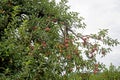 Close up apple tree covered with ripe apples. Royalty Free Stock Photo