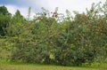 Close up apple tree covered with ripe apples. Royalty Free Stock Photo