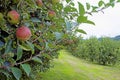 Close up apple tree covered with ripe apples. Royalty Free Stock Photo