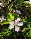 Close-up apple tree flower blossom and buds & x28;Malus pumila& x29; Royalty Free Stock Photo