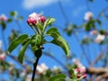 Close-up of an apple tree flower with dark pink buttons on white petals