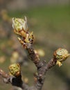 Close up of apple tree fresh blossom pink buds in green leaf background, early spring. Nature wakes up after a long winter and Royalty Free Stock Photo