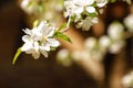 Close up of an apple tree in full bloom with its branches adorned in white blossoms Royalty Free Stock Photo